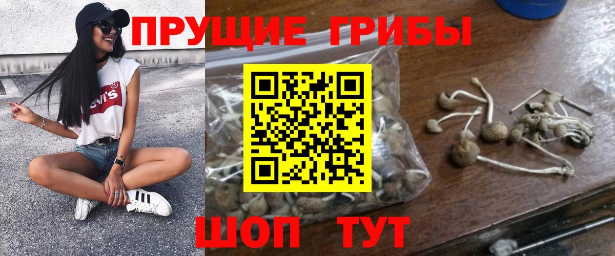 Галлюциногенные грибы Psilocybine cubensis  где найти наркотики  Малгобек  Галлюциногенные грибы Magic Shrooms 